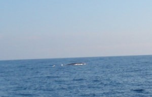 Minke whale.JPG © SW